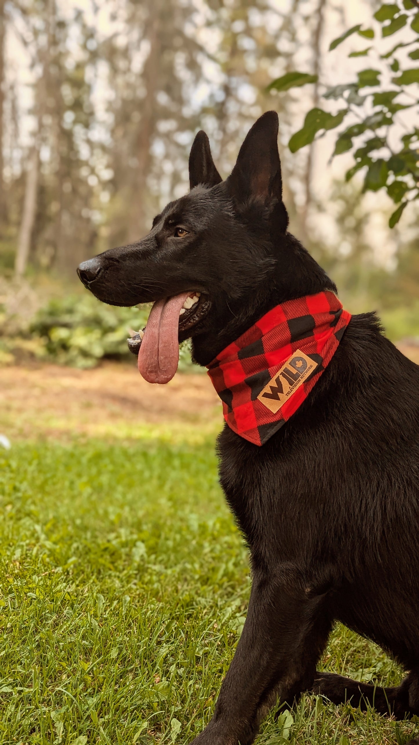 Dog Bandana