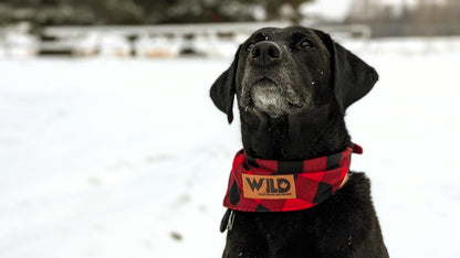 Dog Bandana